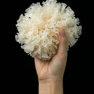tremella